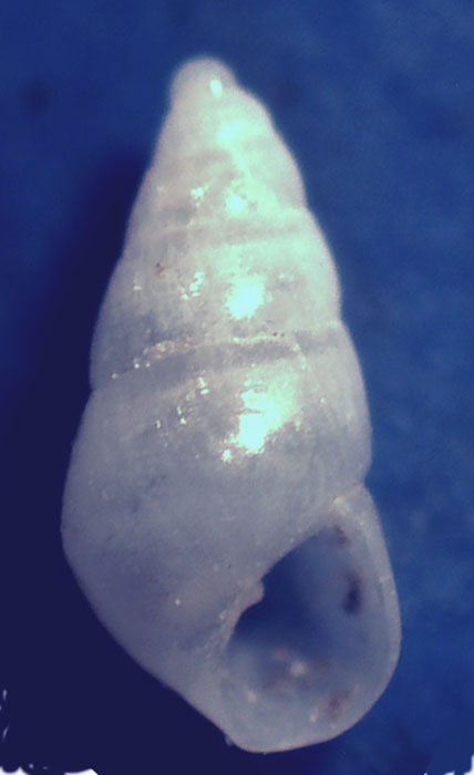 Odostomia da confermare